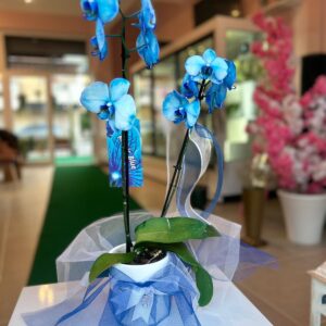 Çift Dal Mavi Orkide