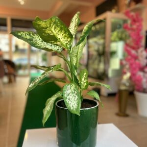 Dieffenbachia