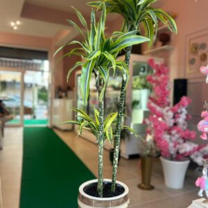Dracena Lemon Lime 3 Gövdeli