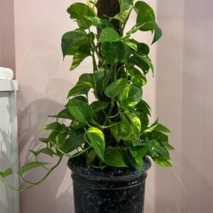 Patos Salon Sarmaşığı