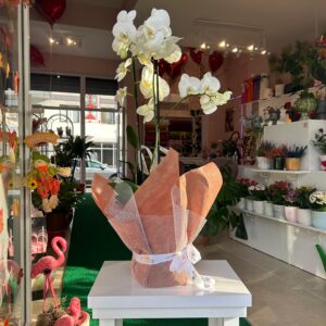 Jumbo Boy Çift Dal Beyaz Orkide