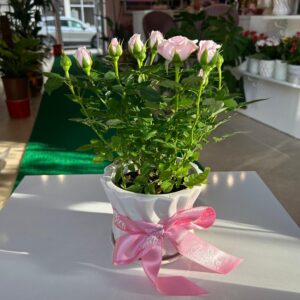 Saksıda Çardal Gül