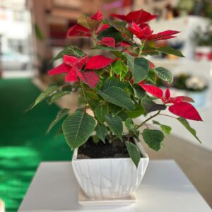 Kırmızı Atatürk Çiçeği