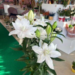 Saksıda Jumbo Beyaz Lilyum