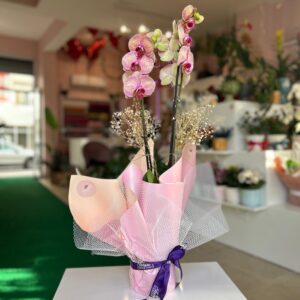 Çift Dal Çift Renk Orkide