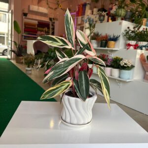 Calathea (Dua Çiçeği)