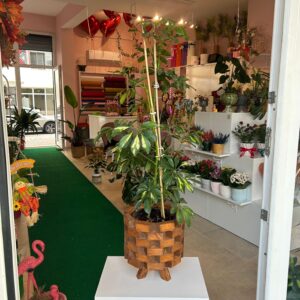 Saksıda Çift Dal Schefflera