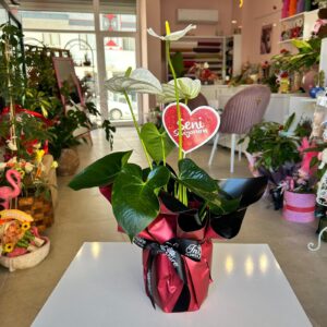 Seni Seviyorum Saksıda Beyaz Antoryum