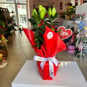 Saksıda Lilyum (Zambak)