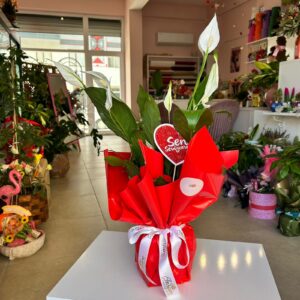 Saksıda Barış Çiçeği