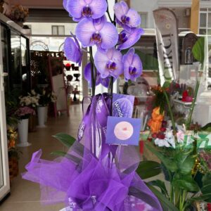 ÇİFT DAL MOR ORKİDE