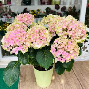 PEMBE YEŞİL SERAMİK SAKSIDA ORTANCA